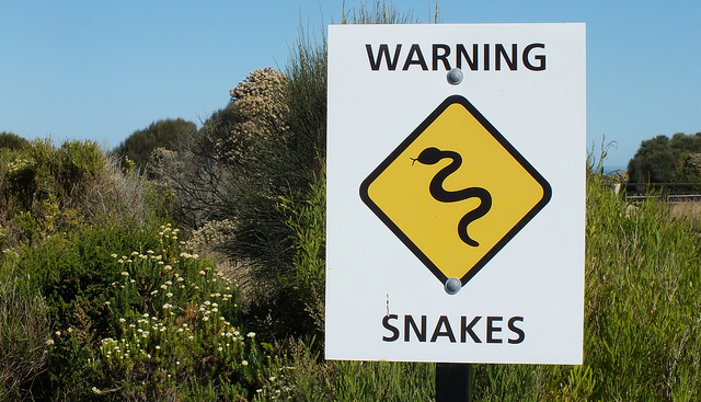 осторожно: змея