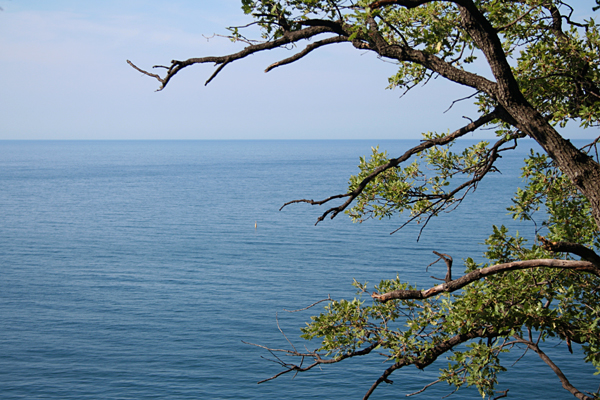 Крым море и сосны 