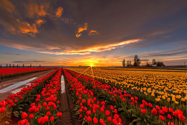 Цветочные поля в Голландии 2
