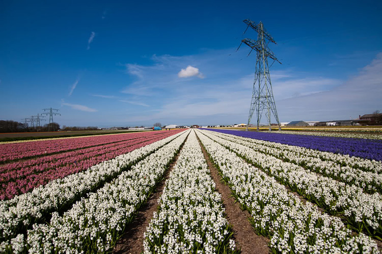 Цветочные поля в Голландии 3