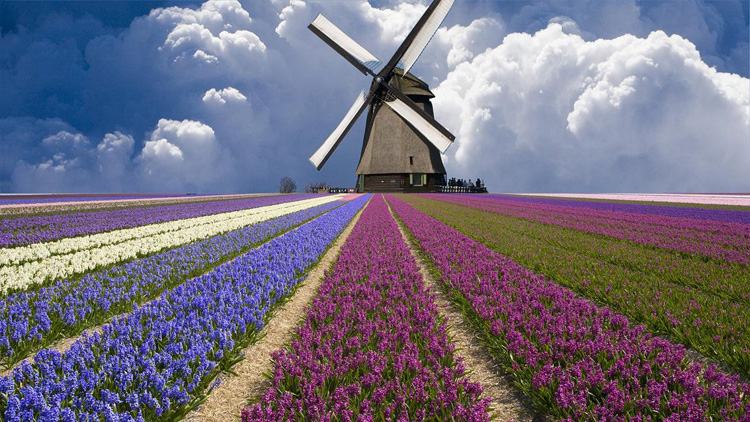 Цветочные поля в Голландии